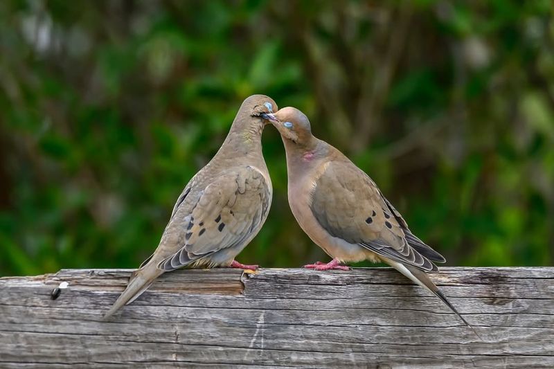 Mourning Dove