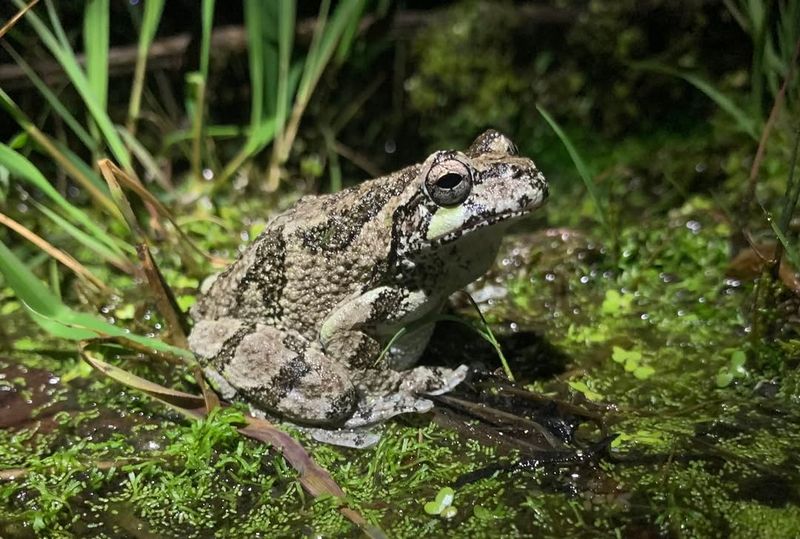 Gray Tree Frogs