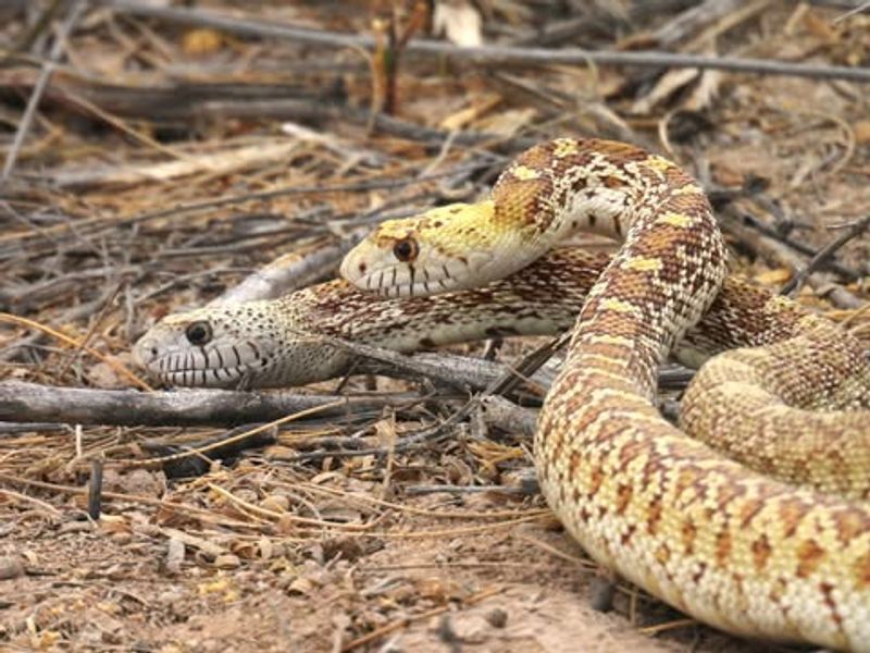 Gopher Snakes