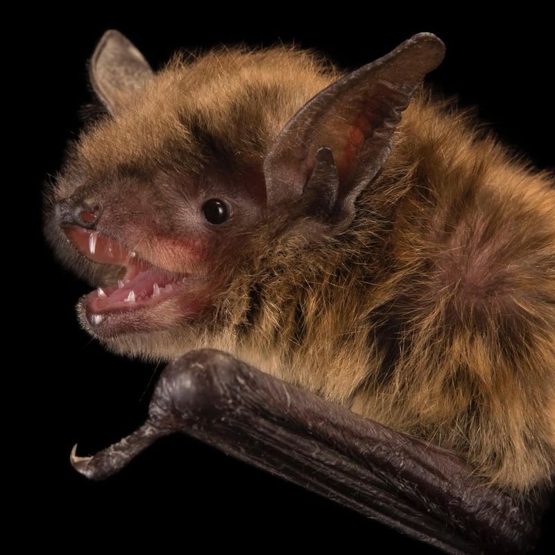 Little Brown Bats