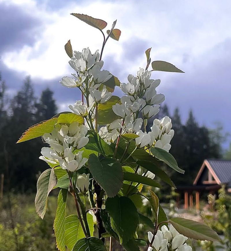 Serviceberry Shrubs
