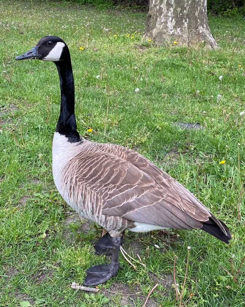 Canada Goose