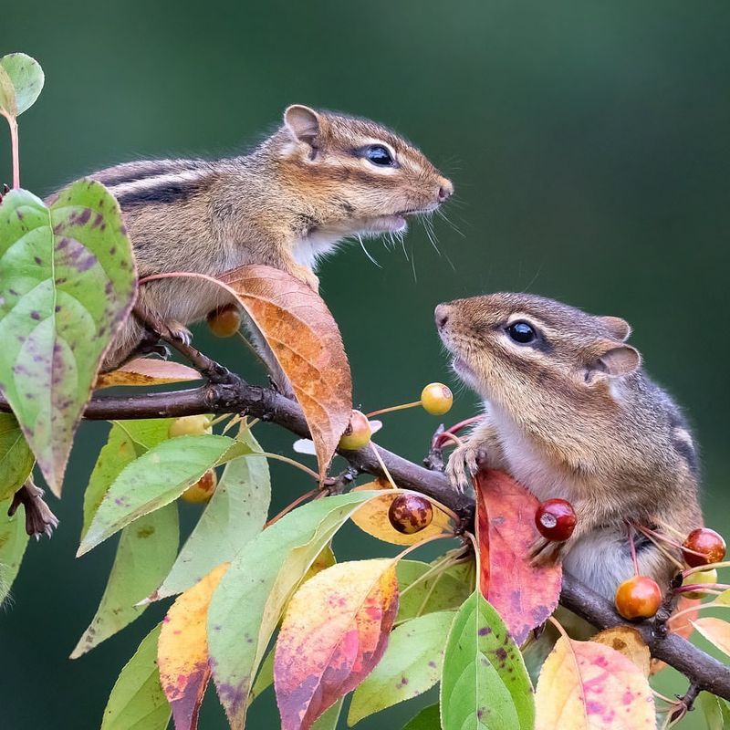 Eastern Chipmunk