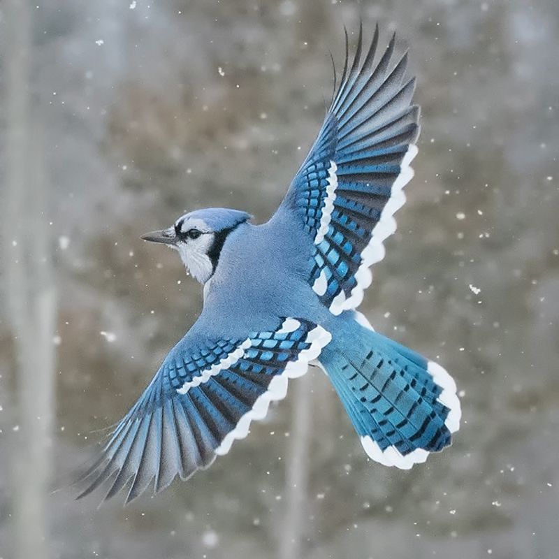 Blue Jay