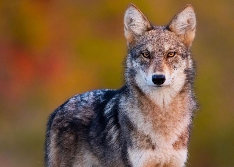 Eastern Coyote