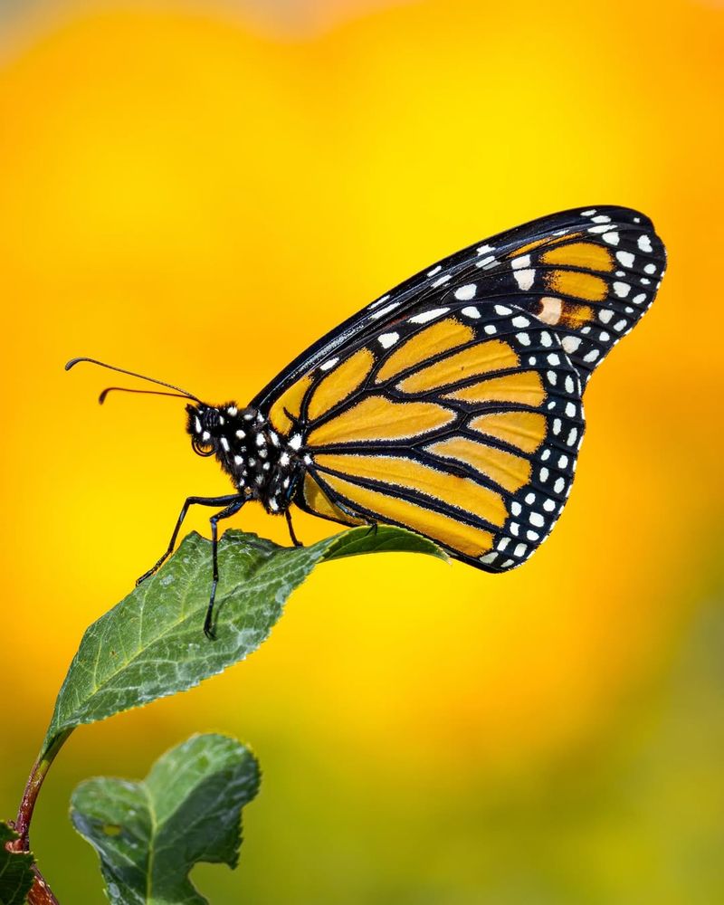 Monarch Butterfly