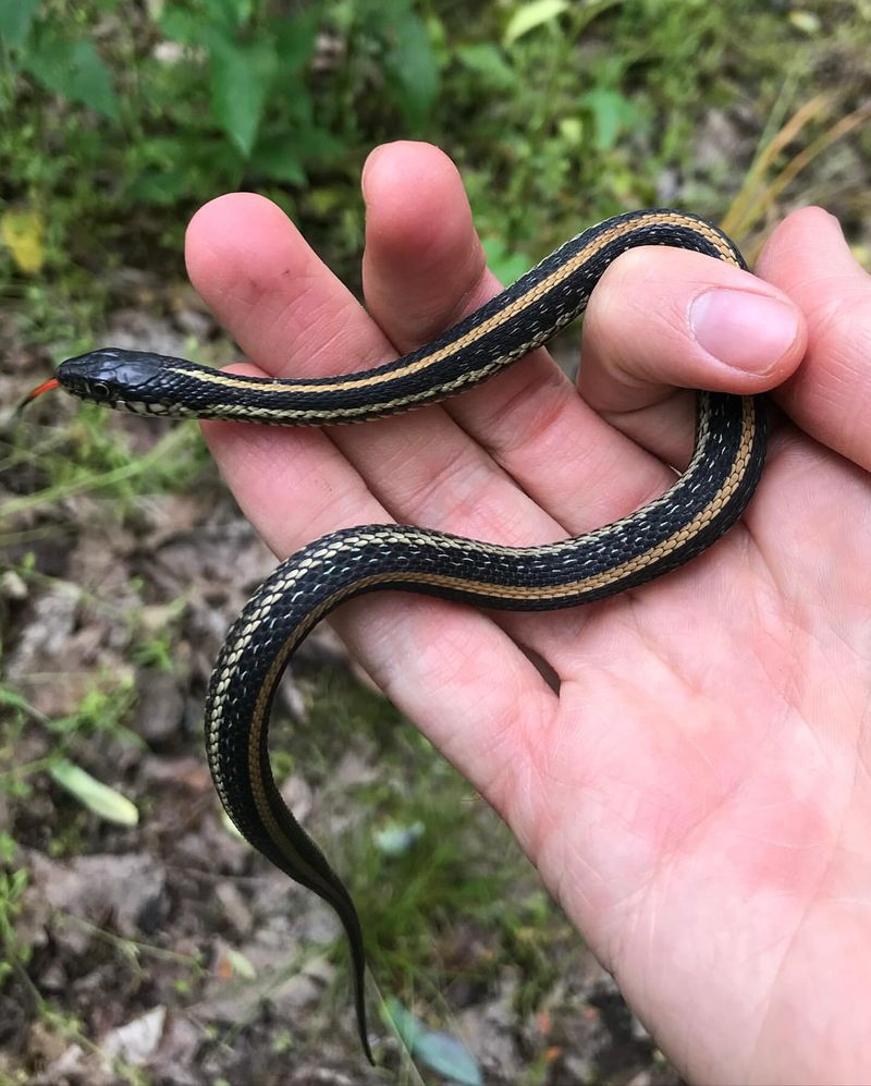Garter Snake