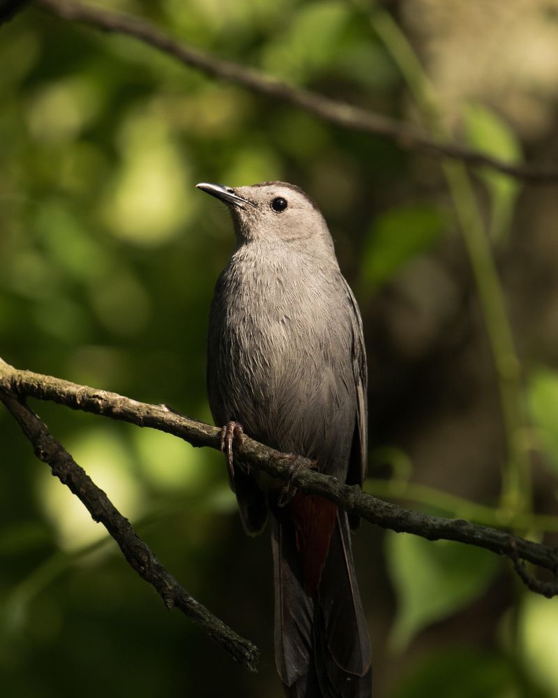 Gray Catbird