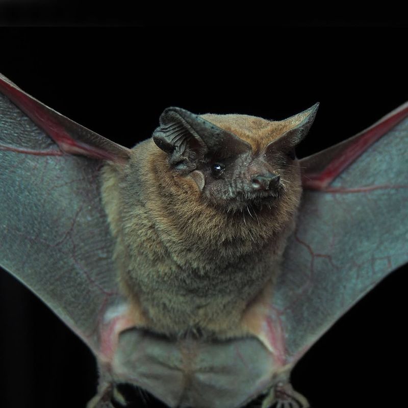 Gray Bat