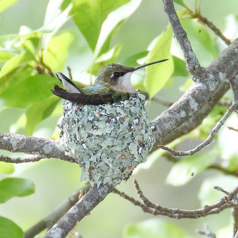 Ruby-Throated Hummingbird (Nesting)
