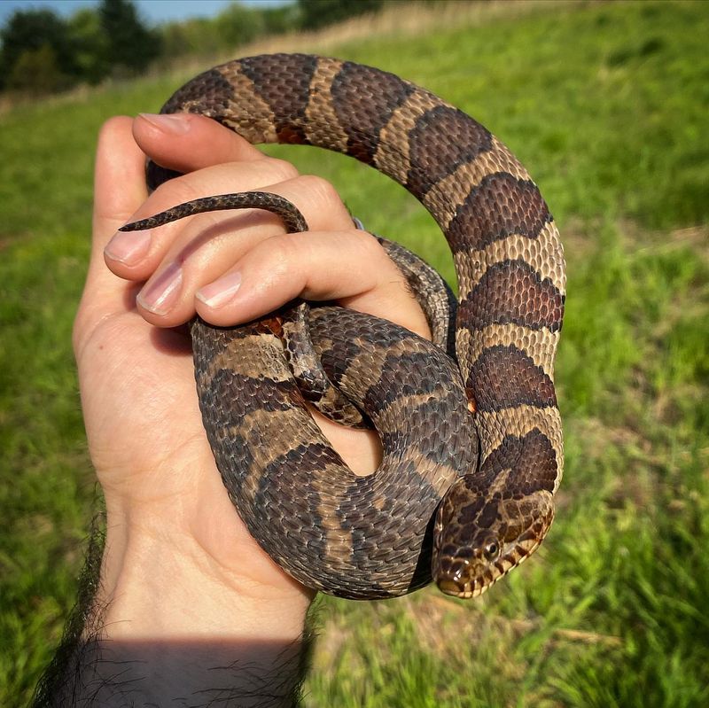 Northern Water Snake
