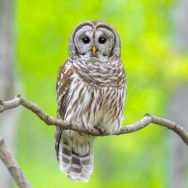 Barred Owl