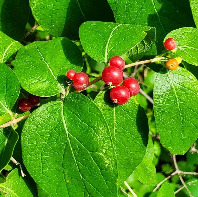 Morrow's Honeysuckle