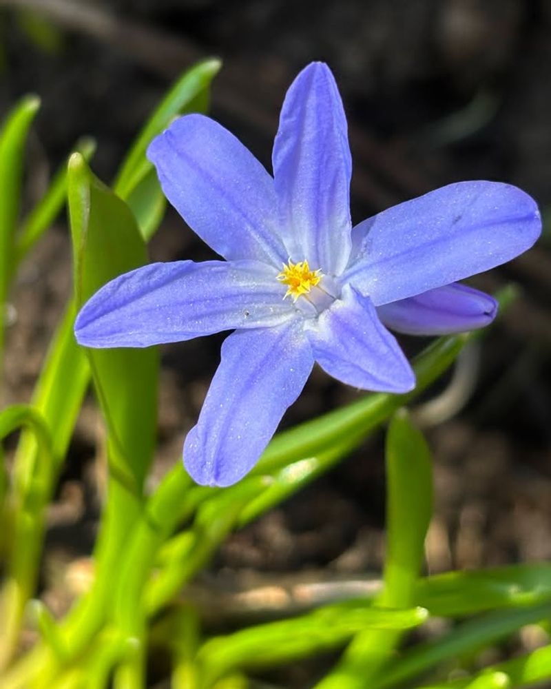 Scilla