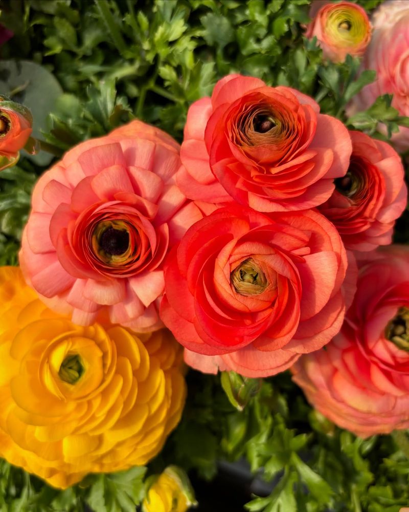 Ranunculus