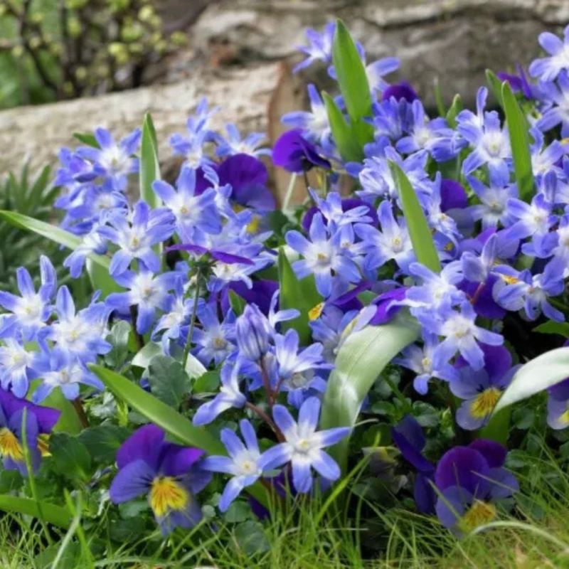 Chionodoxa