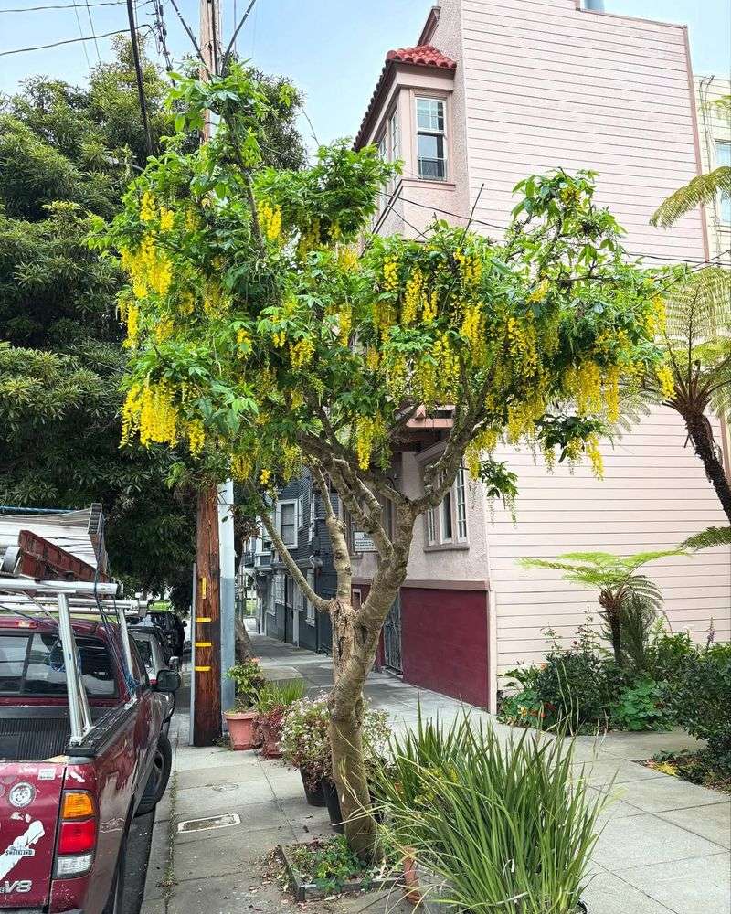 Golden Chain Tree