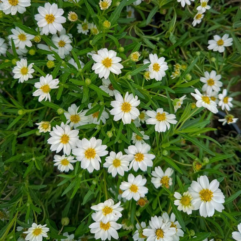 Blackfoot Daisy
