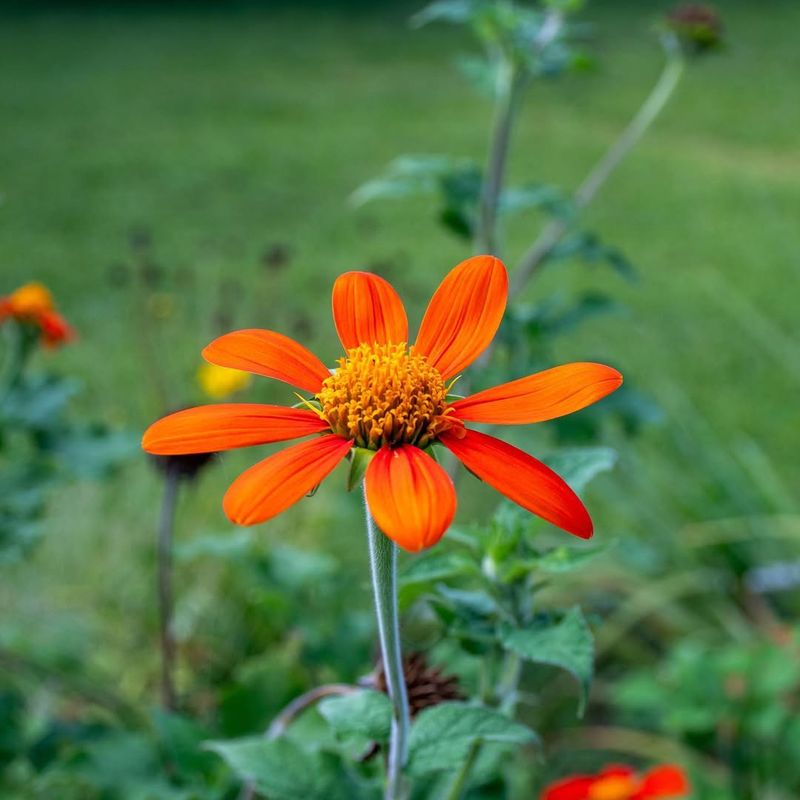 Mexican Sunflower (Tithonia)