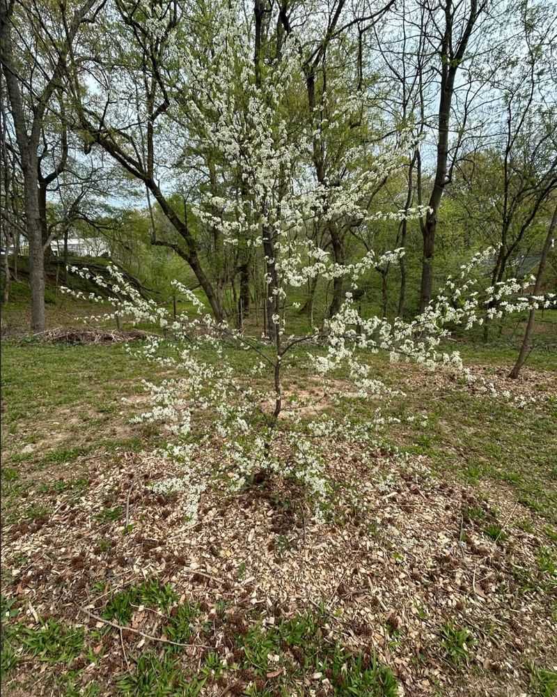 Serviceberry