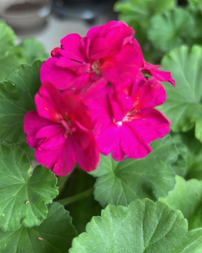 Geranium