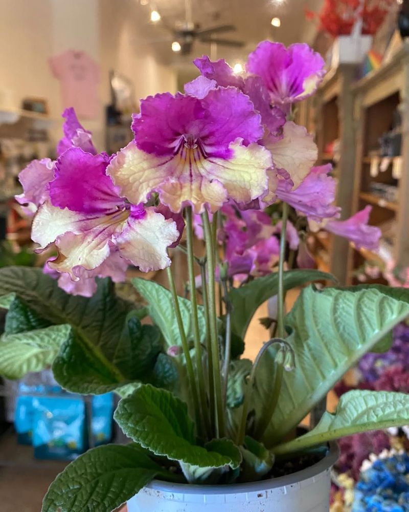 Streptocarpus 'Cape Primrose'