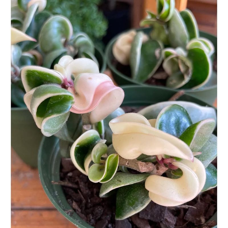 Hoya Carnosa Compacta 'Hindu Rope'