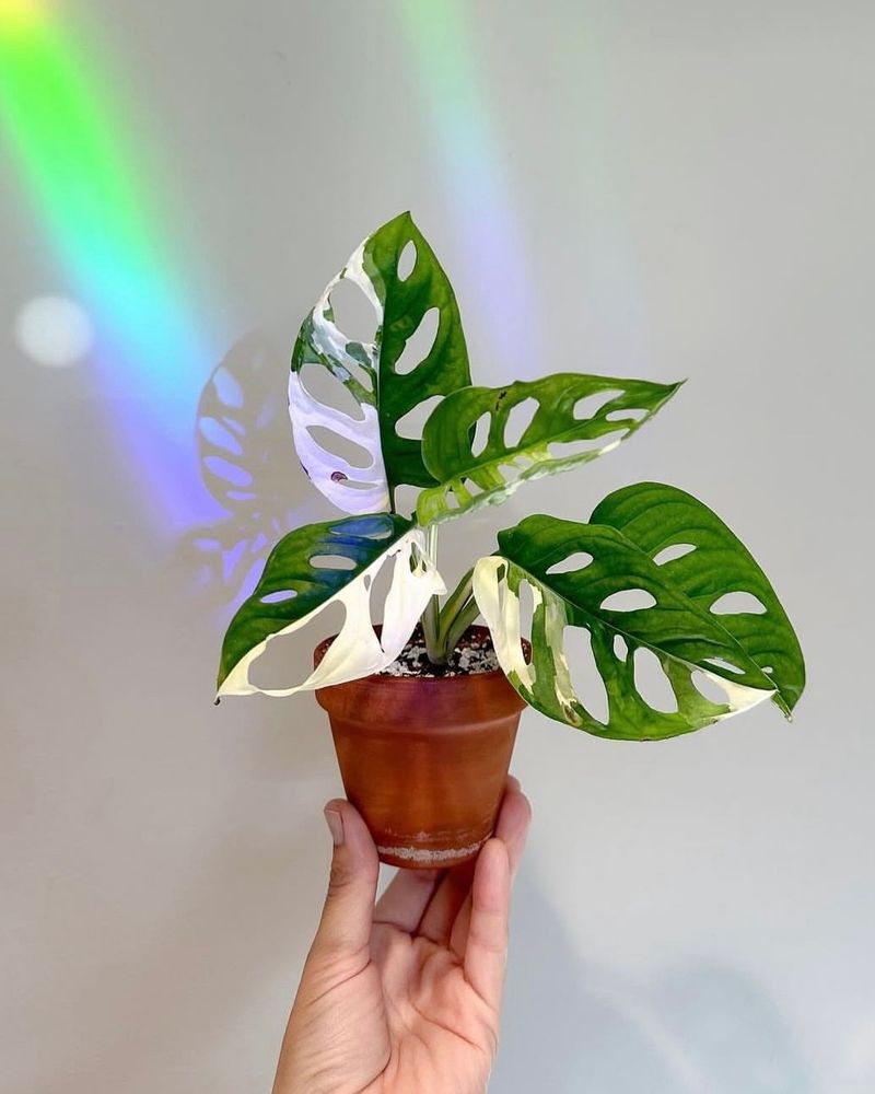 Monstera Adansonii Variegata
