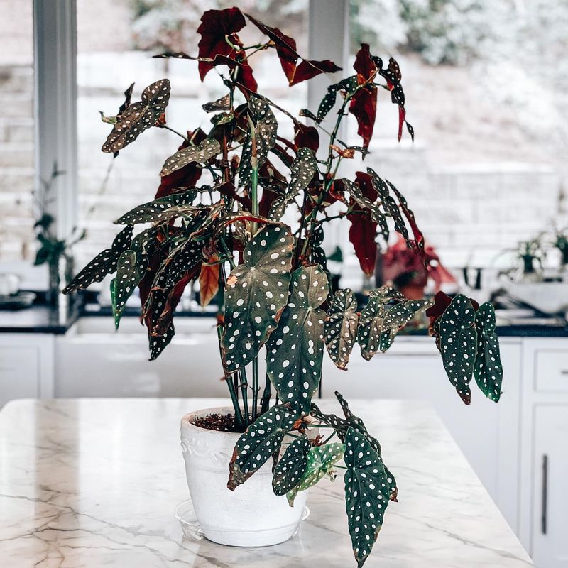 Begonia Maculata