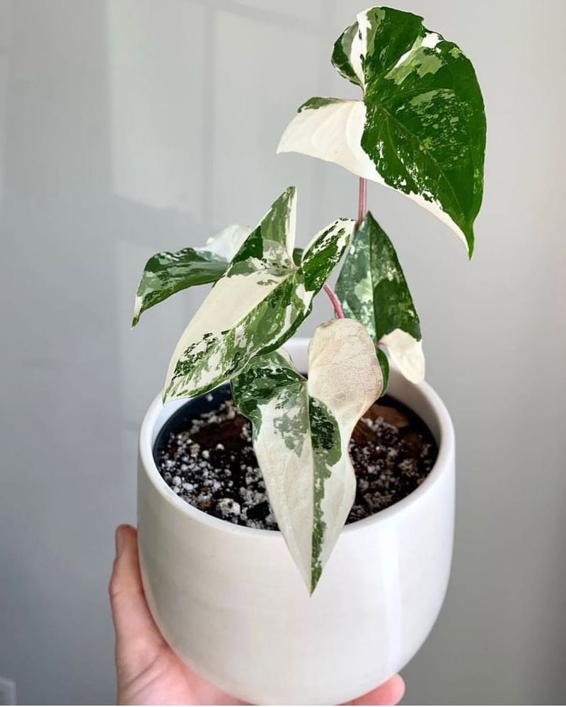 Syngonium Albo Variegata