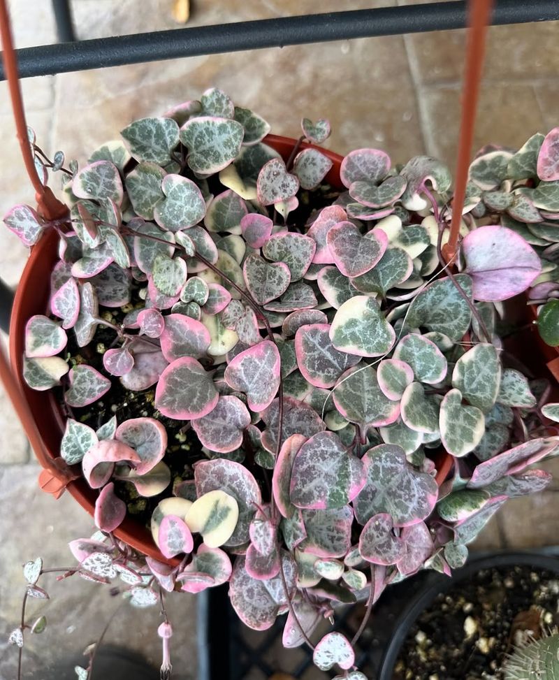 String of Hearts Variegated