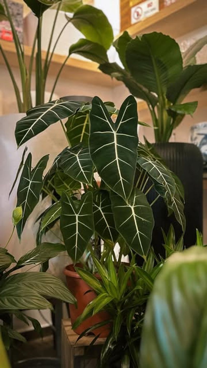 Alocasia Frydek