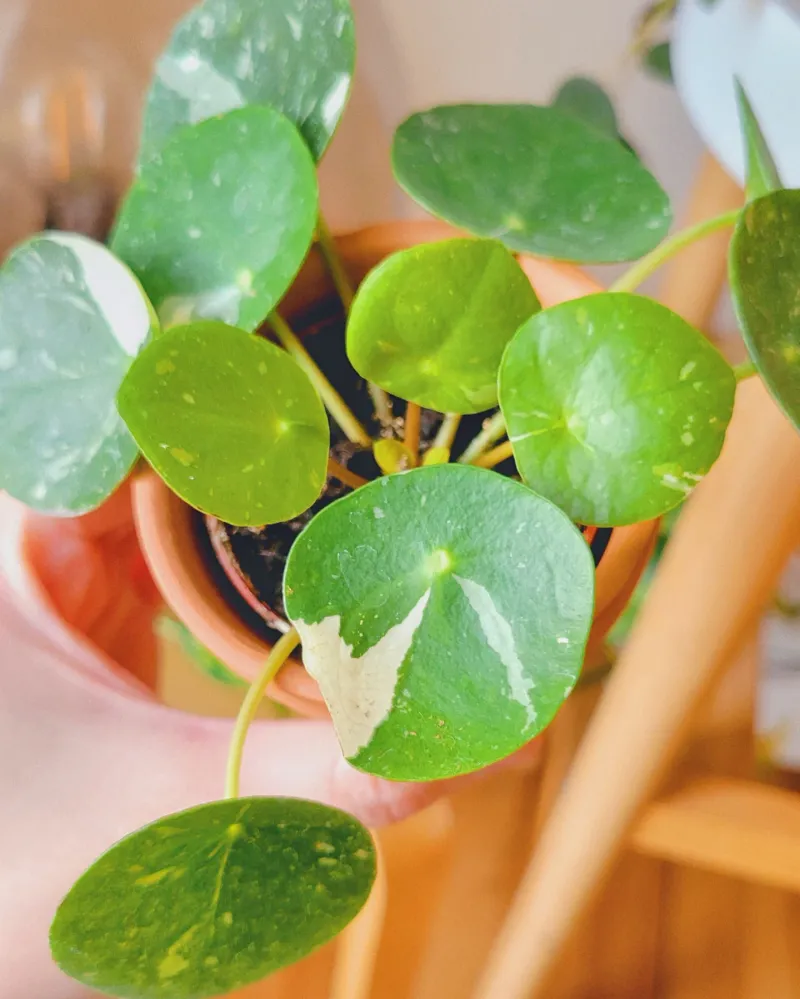 Pilea Peperomioides 'Silver Splash'