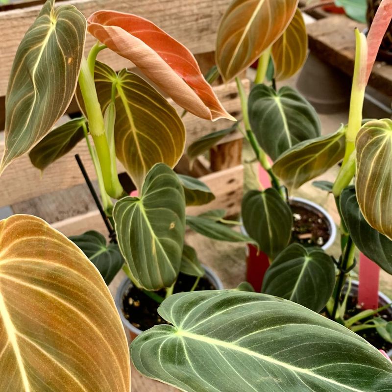Philodendron Melanochrysum