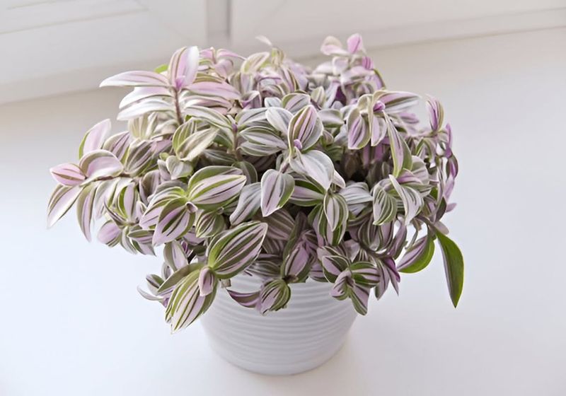 Tradescantia Nanouk