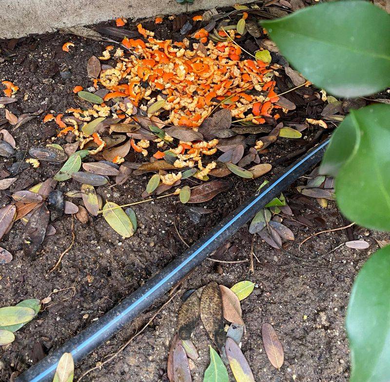 Attracts Unwanted Pests and Animals