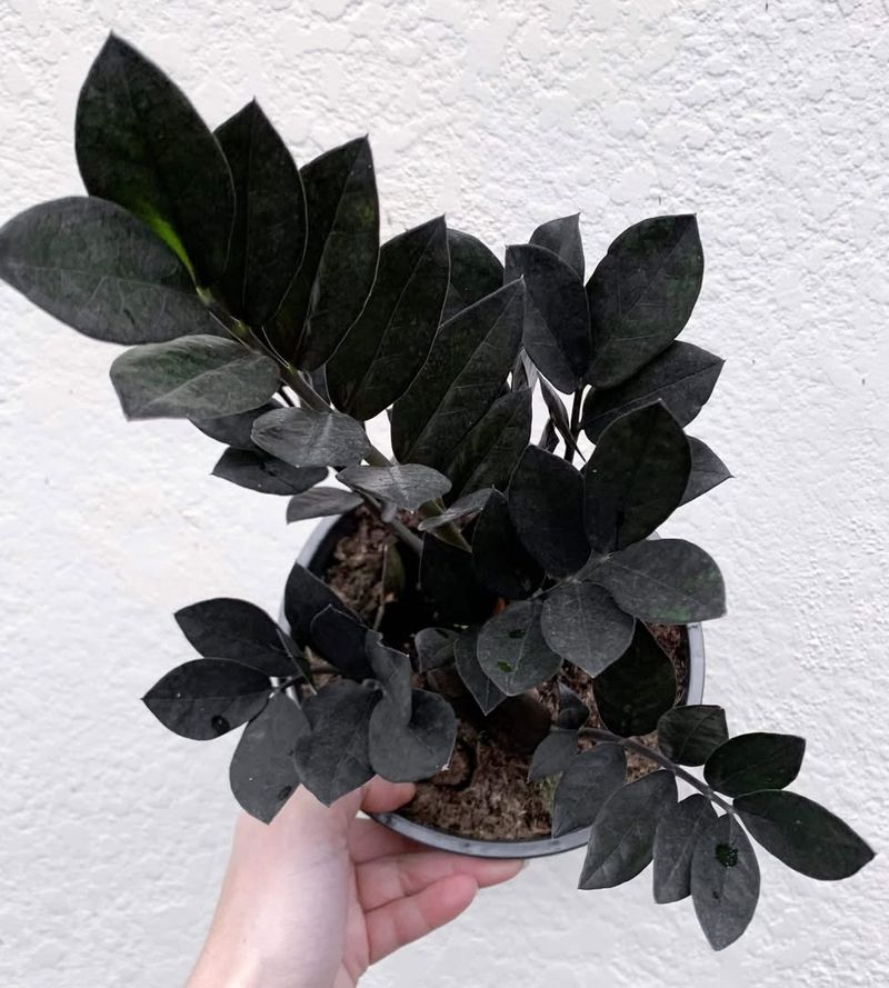 Mature ZZ Plant Raven Variety