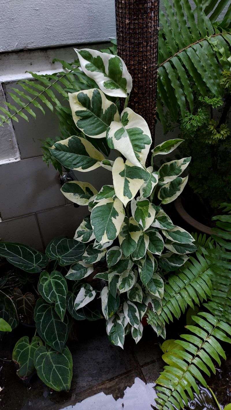 Mature Pothos N'Joy