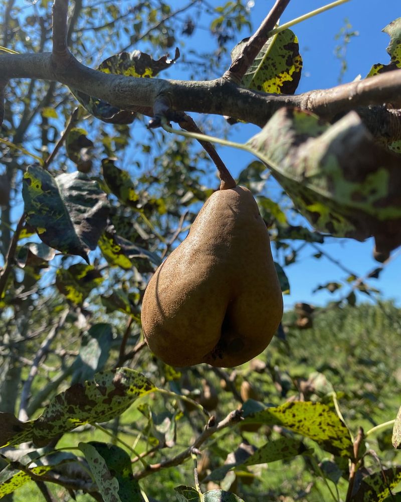 Pear Seeds