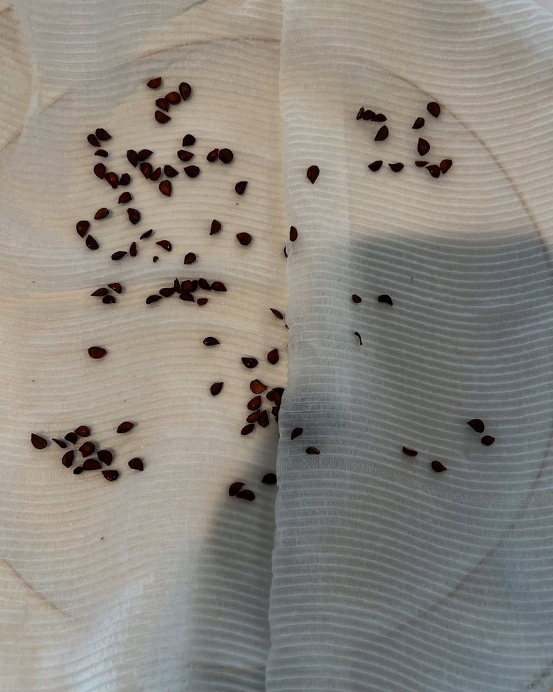 Pear Seeds