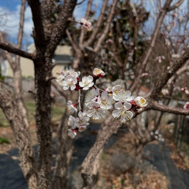 Apricot Trees: Bloom Too Soon