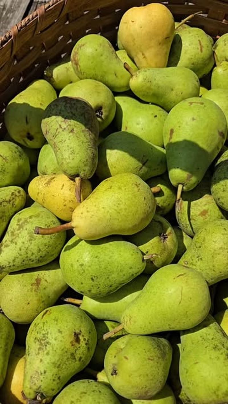 Pears
