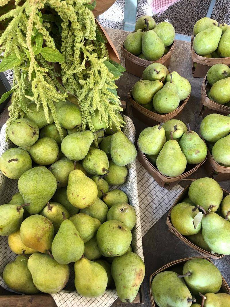 Pears