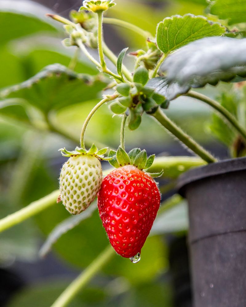 Strawberries