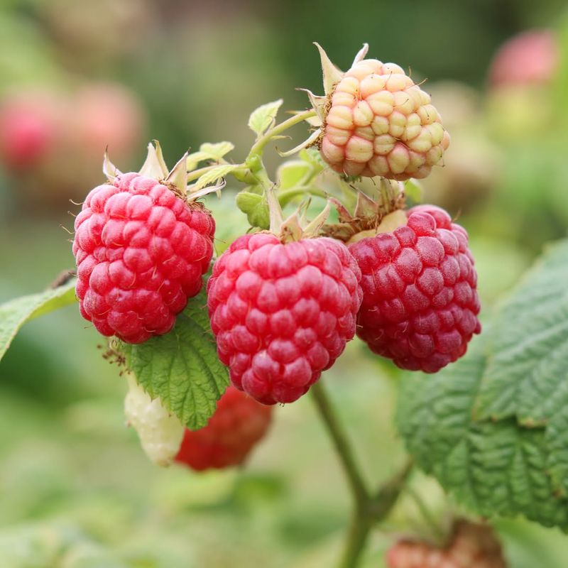 Raspberries
