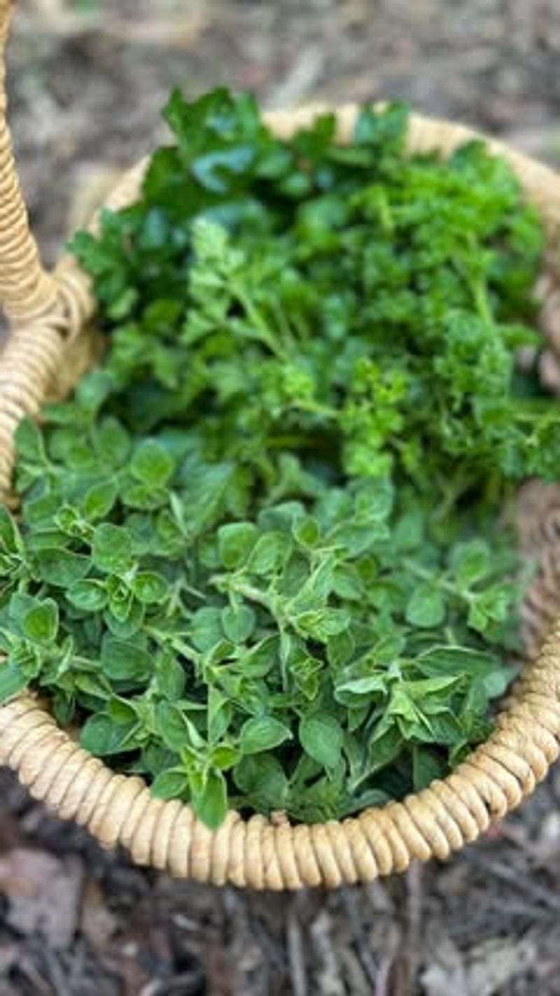 Perennial Herbs