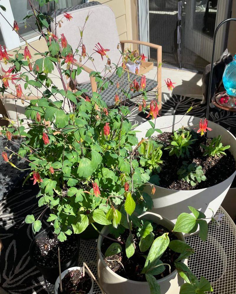 Move Container Plants To Sheltered Locations