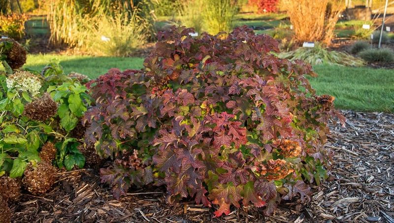 Protect Sensitive Varieties With Burlap