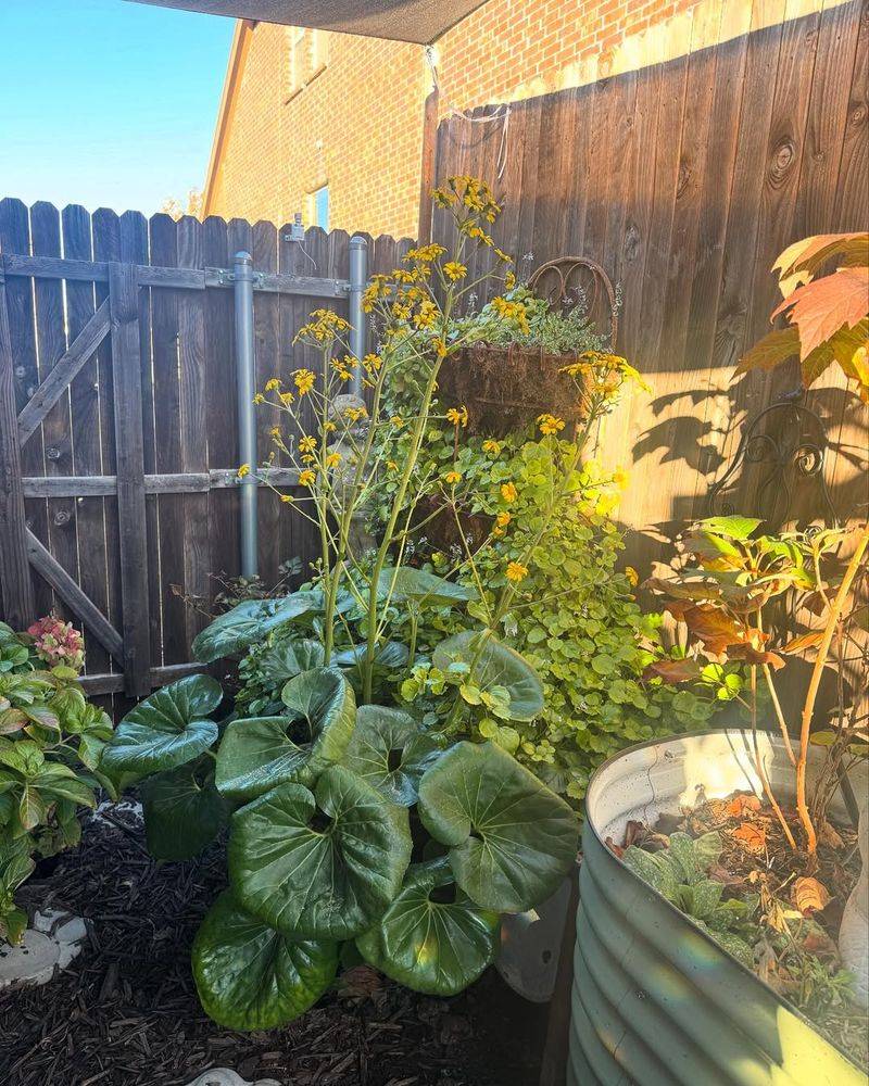 Build A Windbreak Barrier