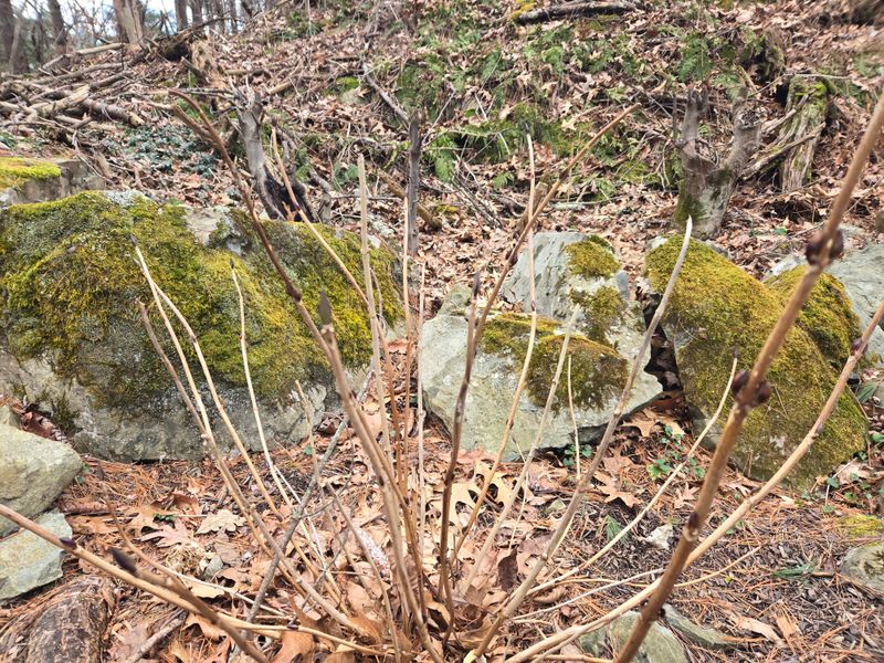 Create A Windbreak Barrier